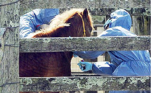 The five people in contact with the horse had The five people in contact with the horse had